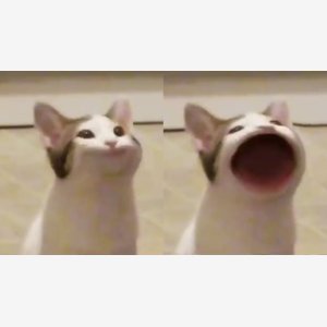 Pop Cat
